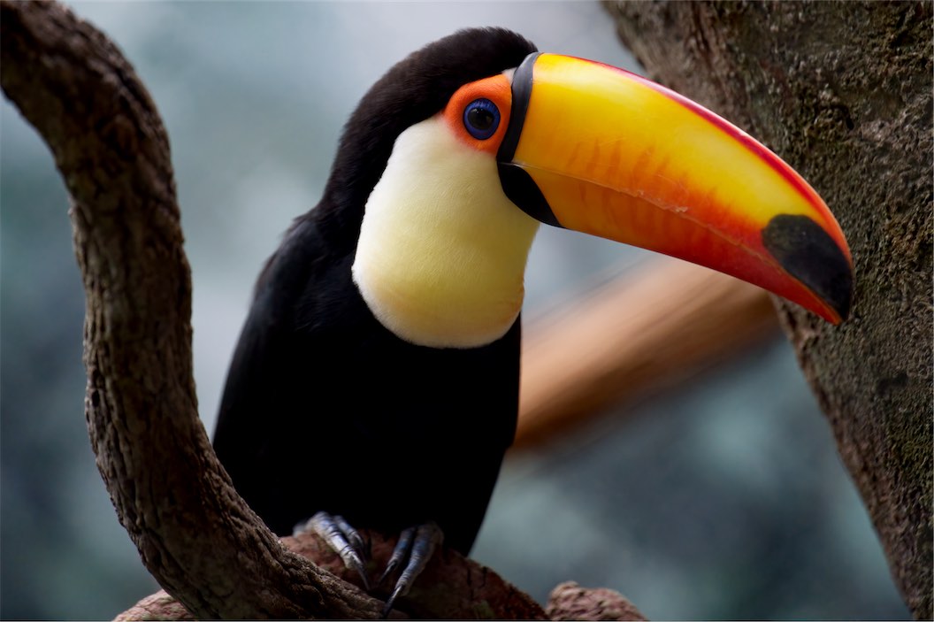 Toucan 0320